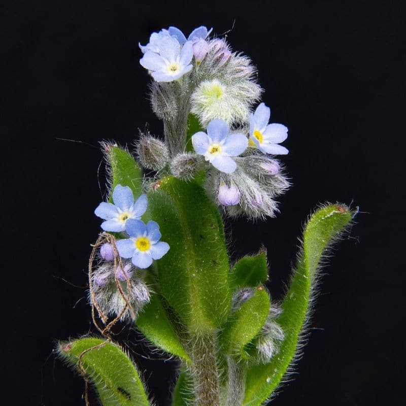 alpine forget me not flowers