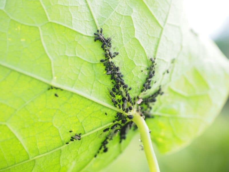 aphids in a leaf
