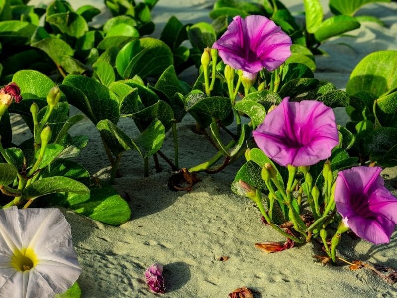 beach morning glory flower