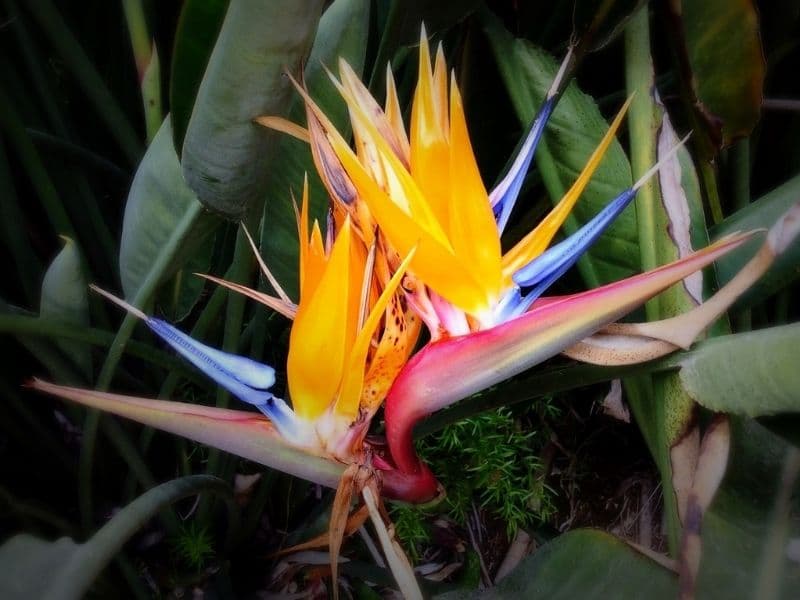 bird of paradise flower for propagation