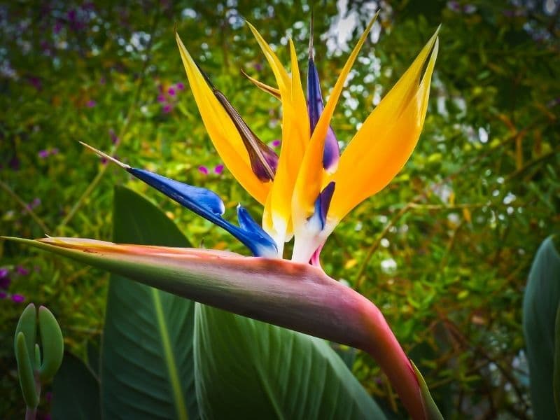 bird of paradise flower in the wild