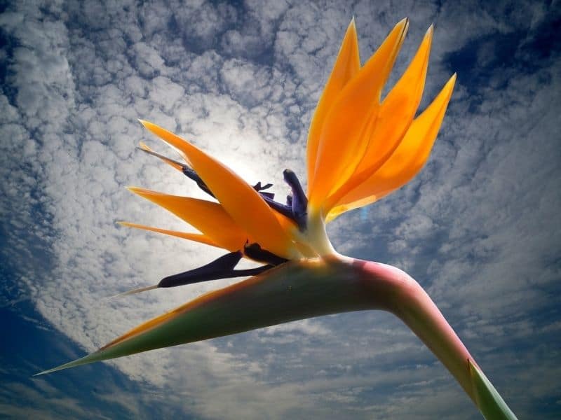bird of paradise flower under the clouds