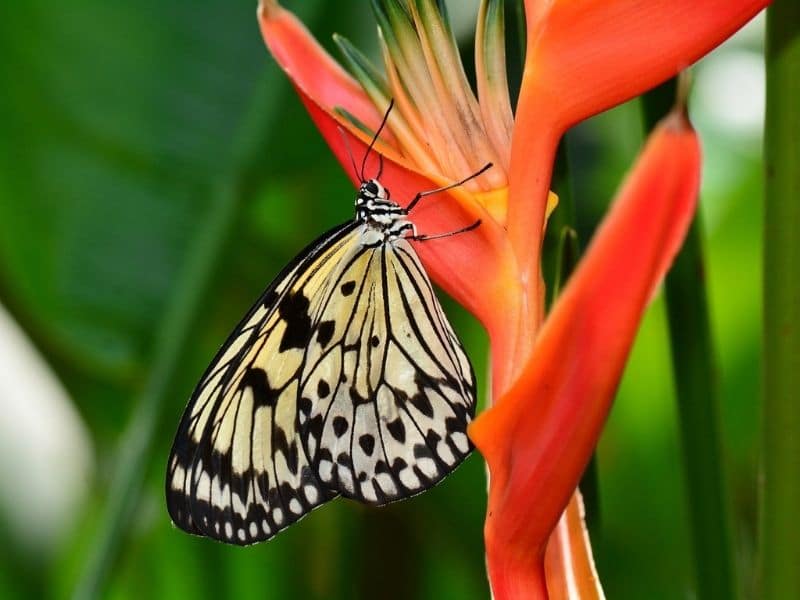 bird of paradise flower with butterfly