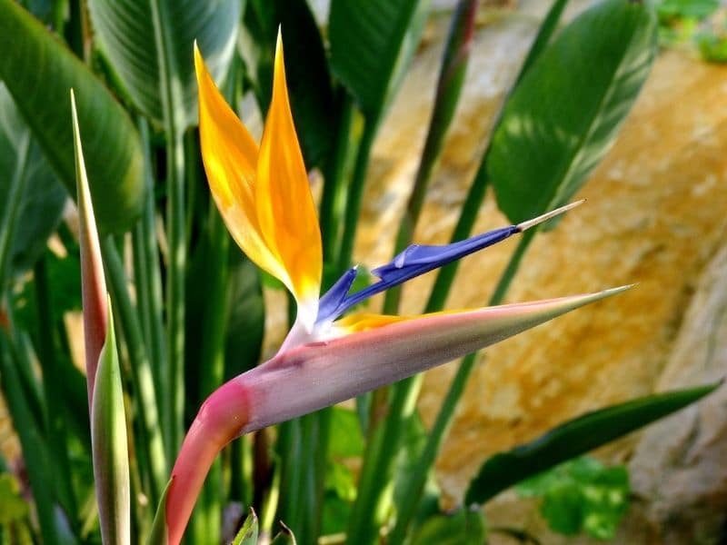 bird of paradise flower