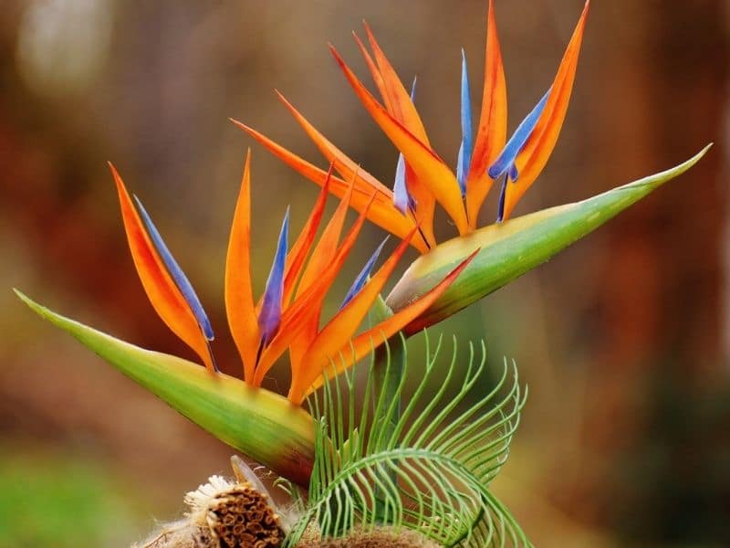 bird of paradise flowers for pruning