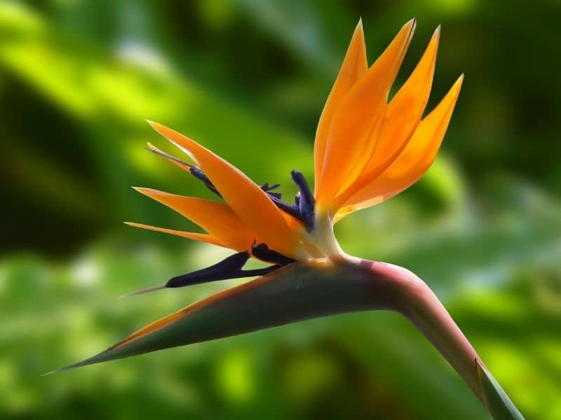 bird of paradise in bloom