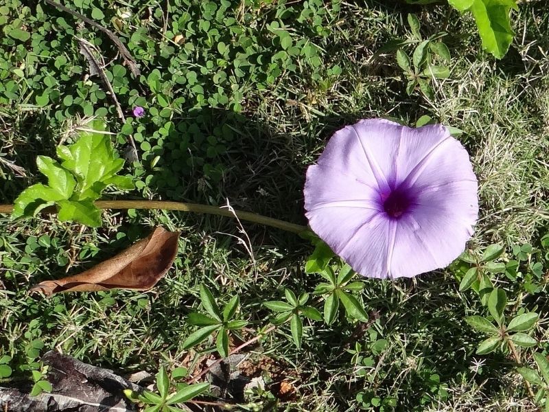 cairo morning glory flower