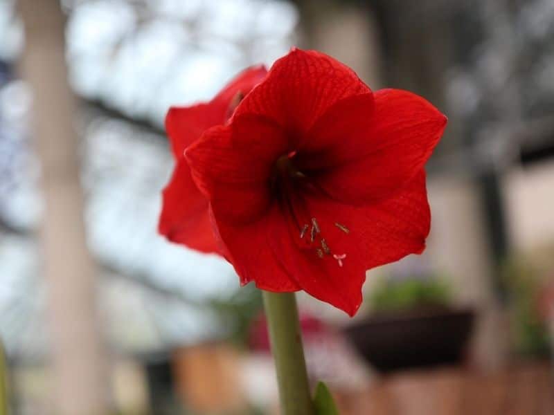 cardinal climber morning glory flower