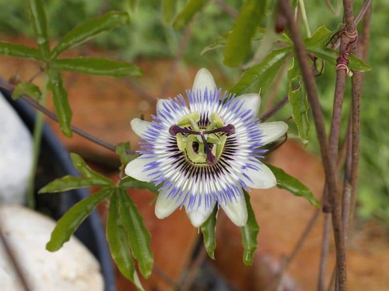 care for passionfruit vine