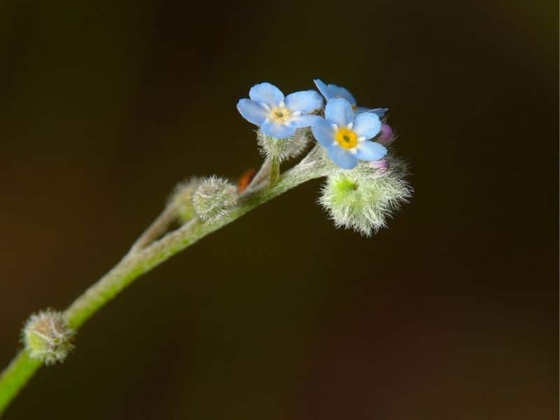 changing forget me not flowers