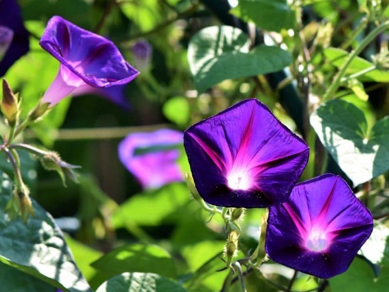 common morning glory