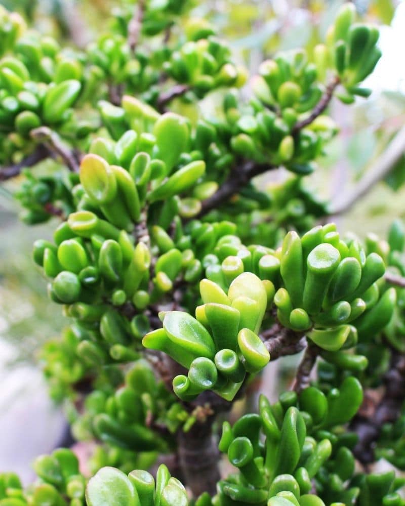 crassula green plant