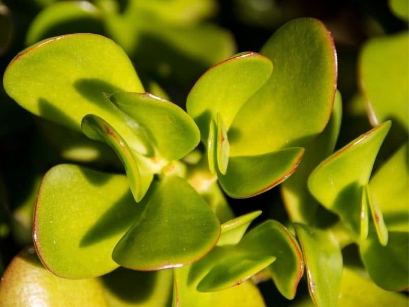 crassula ovata succulent