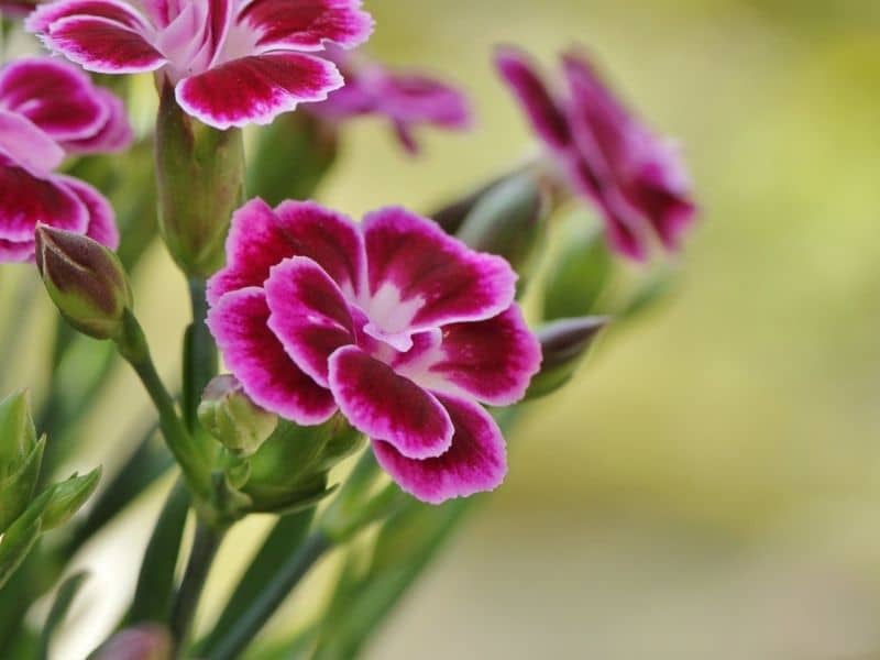 dark pink carnation blossoms