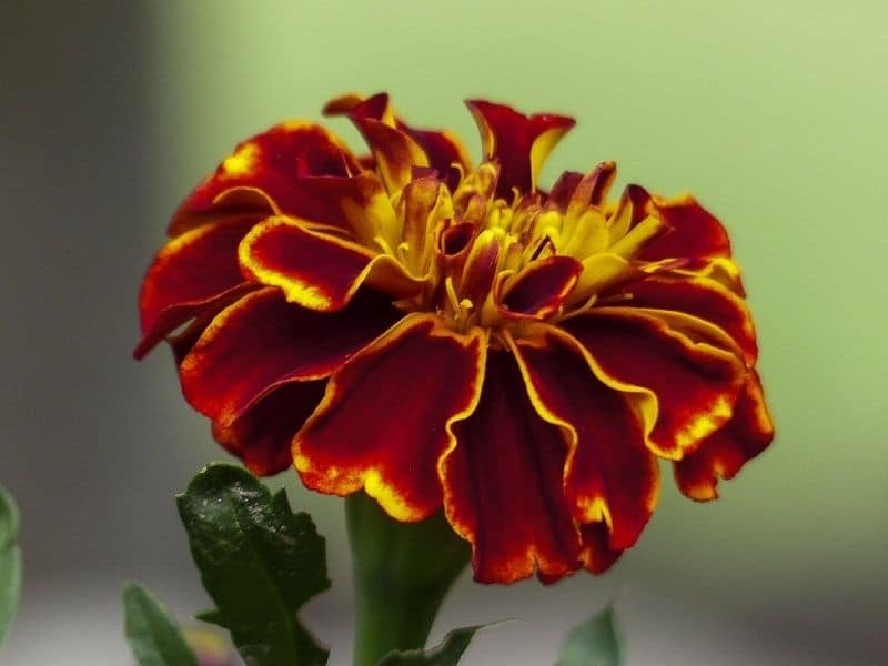 dark red marigold