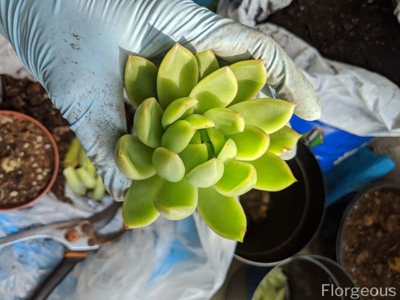 dividing succulents