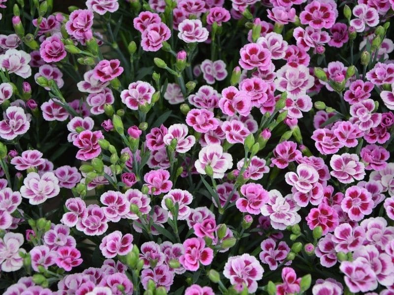 dwarf carnation