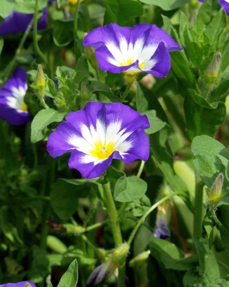 dwarf morning glory flower