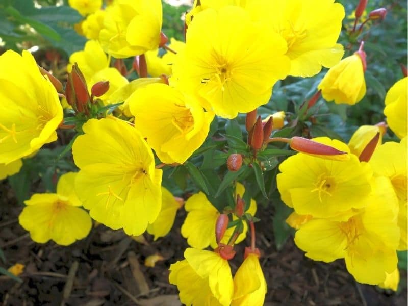 evening primrose