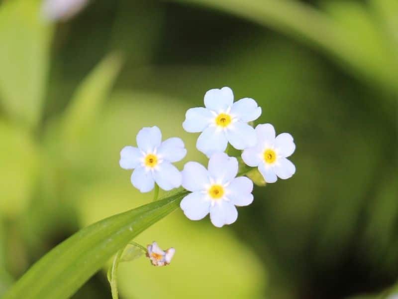 Amazing Meaning And Symbolism Of Forget Me Not Flower Florgeous