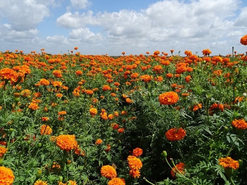 field of orange marigolds
