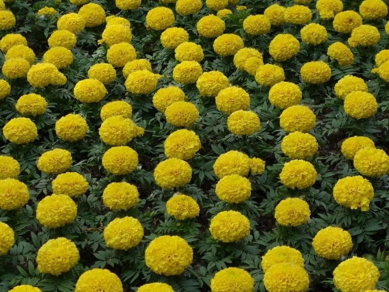 field of yellow marigold