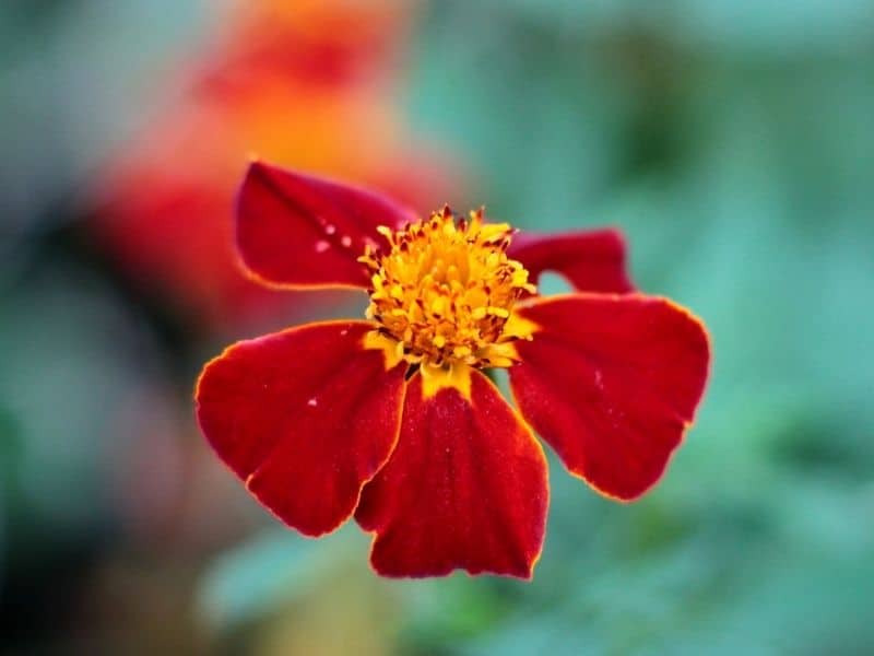 five petal marigold