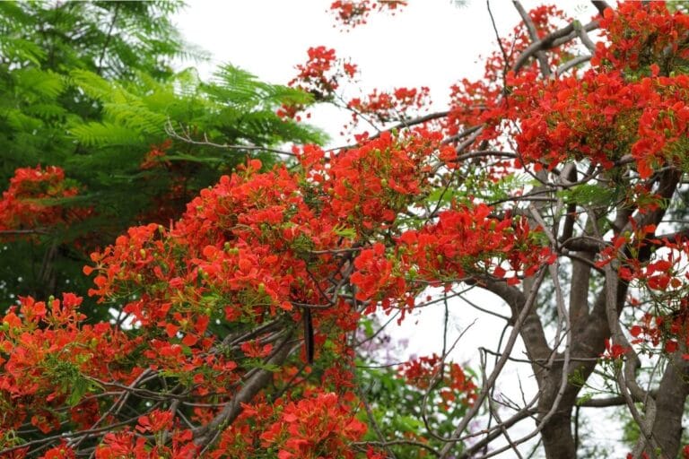 flamboyant-tree-and-flower-meaning-and-symbolism-florgeous