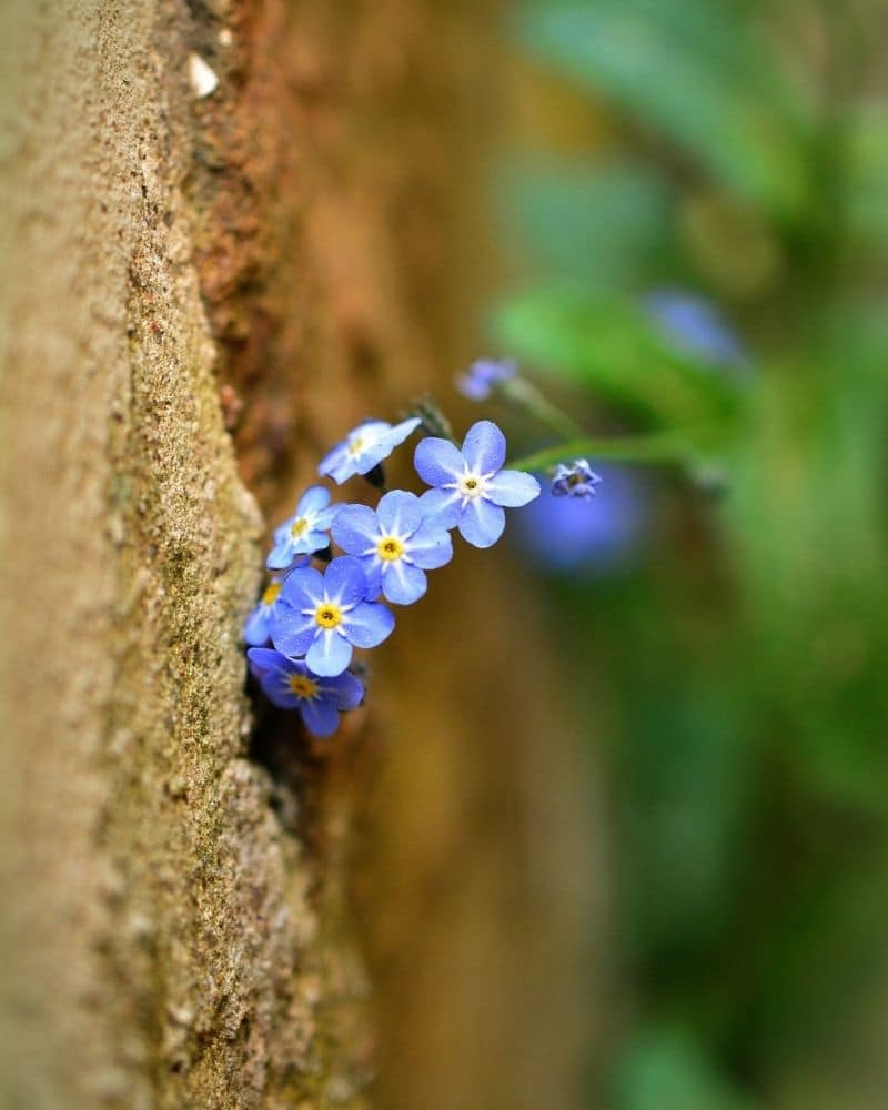 forget me not flowers growing in a rock