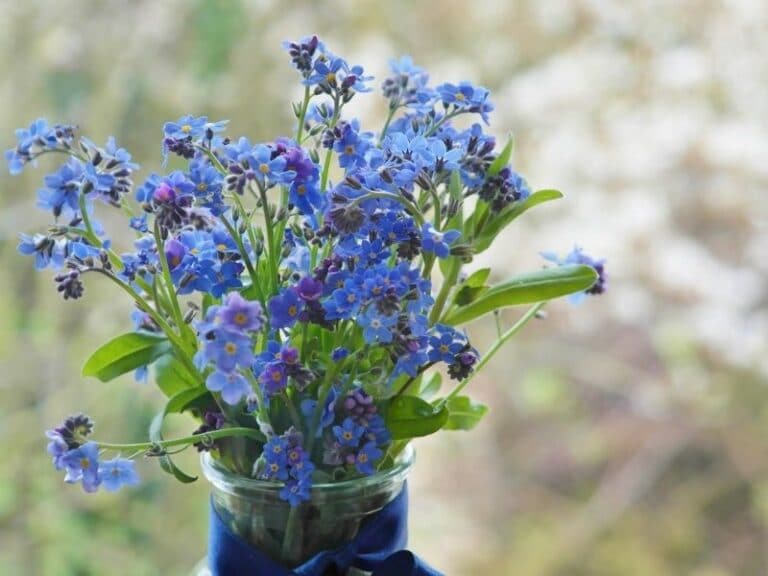 Types, How To Grow and Care