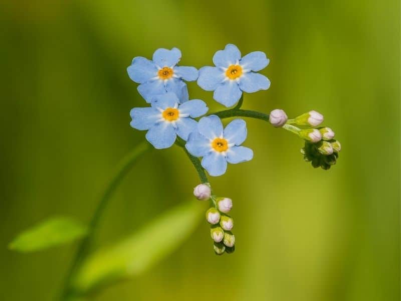 forget me not flowers with florets