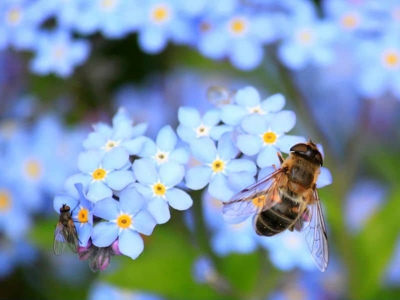 forget me not flowers with fly