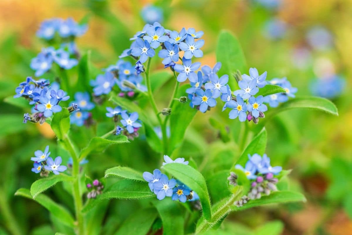 Forget Me Nots Where to Plant - Back Gardener