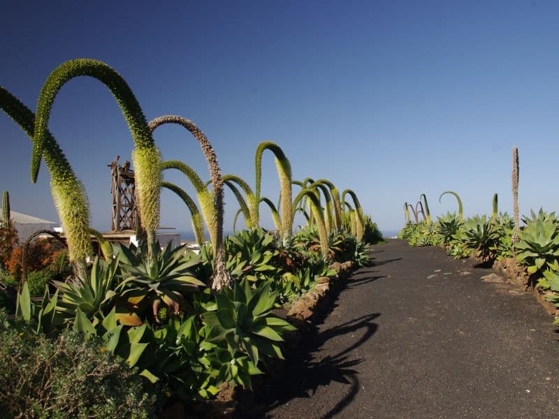 fox tail agave