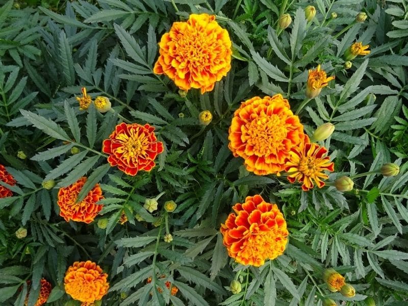 french marigold