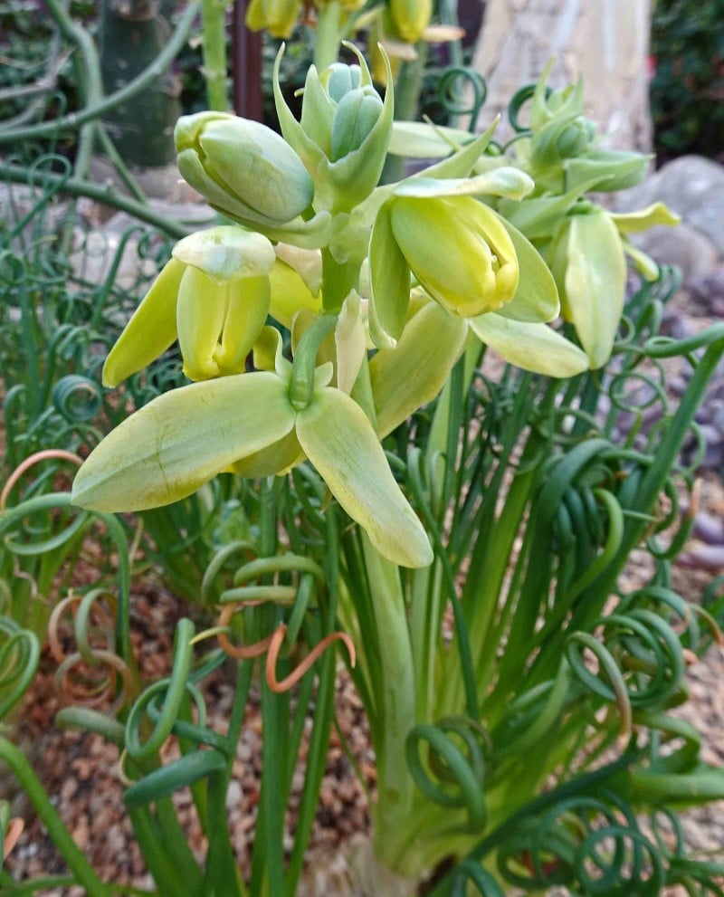 frizzle sizzle flower