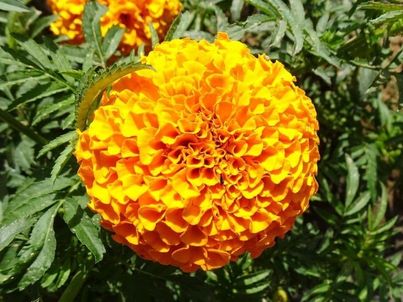 full bloom yellow marigold