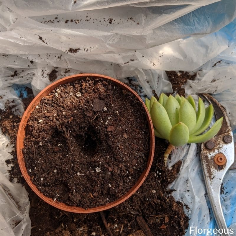 grow succulents from seed