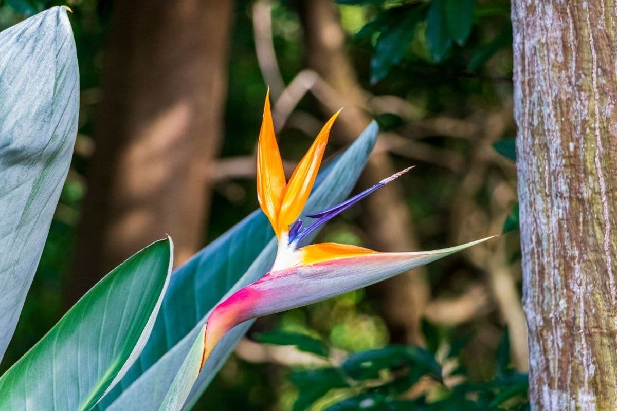 Bird Of Paradise Flower Strelitzia Types How To Grow And Care Florgeous