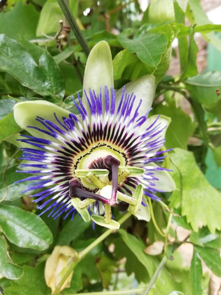 growing passion flower