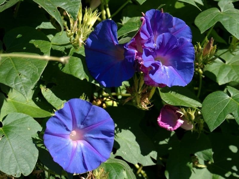 hawaiian morning glory flower