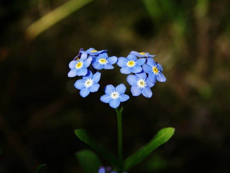 heart shaped forget me not flowers
