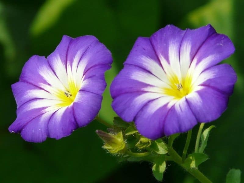 heavenly blue morning glory flower