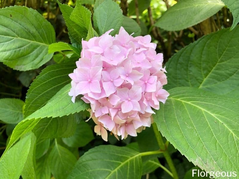 hydrangea shrubs