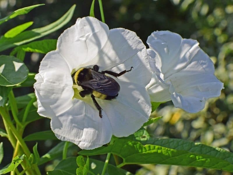 insect in a morning glory flower