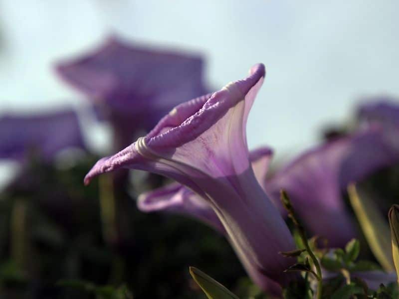 ivy morning glory flower