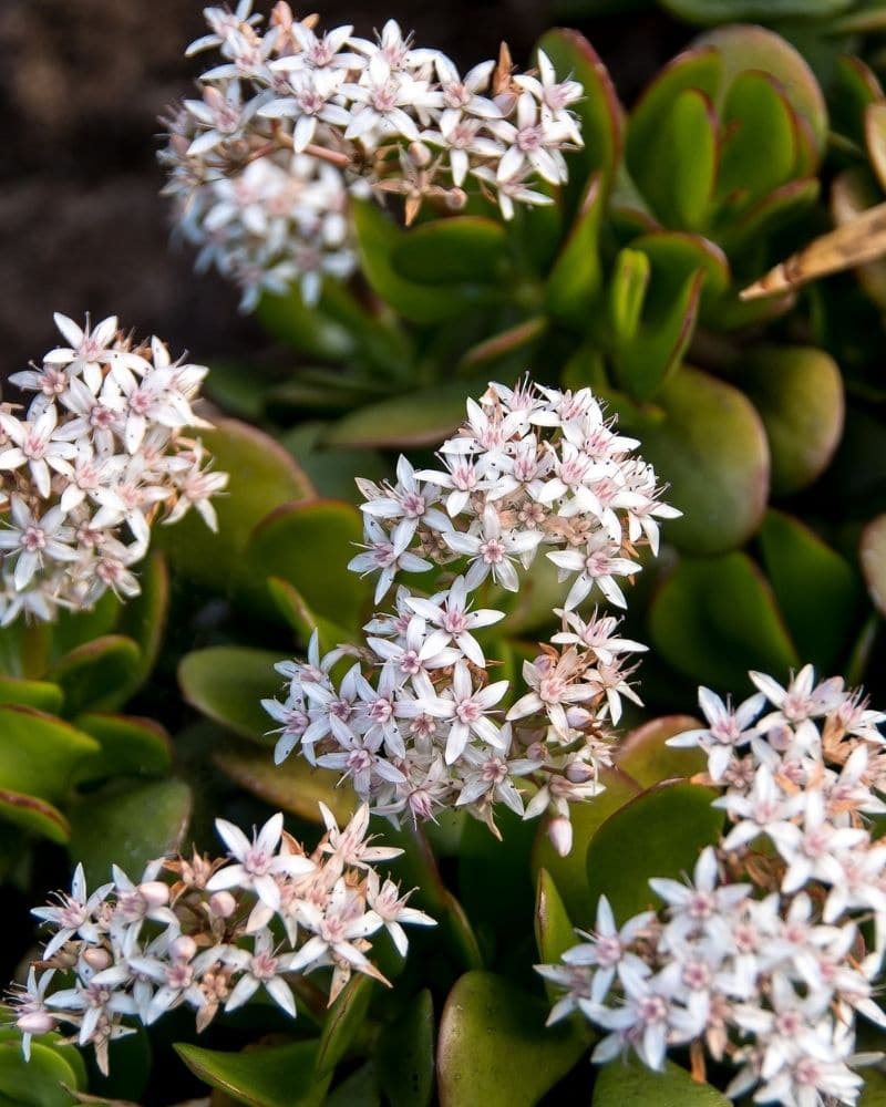 jade plant with flowers