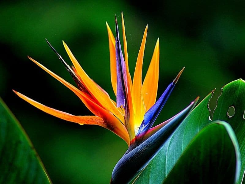 Bird of Paradise Flower (Strelitzia)