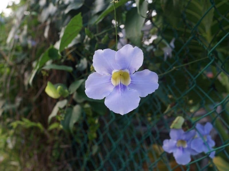 lavender morning glory flower