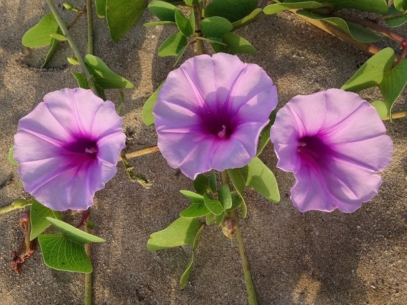 light pink morning glory flower